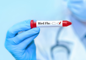 WHO IHR tóch aangenomen en vogelgrieppandemie?